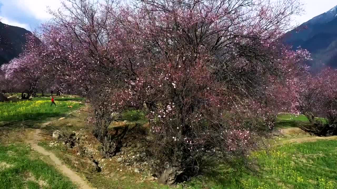 航拍西藏林芝桃花文化旅游节视频素材