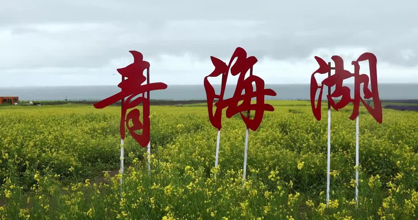 青海湖风光，夏天的青海湖，青海湖的花海，油菜花，薰衣草视频素材