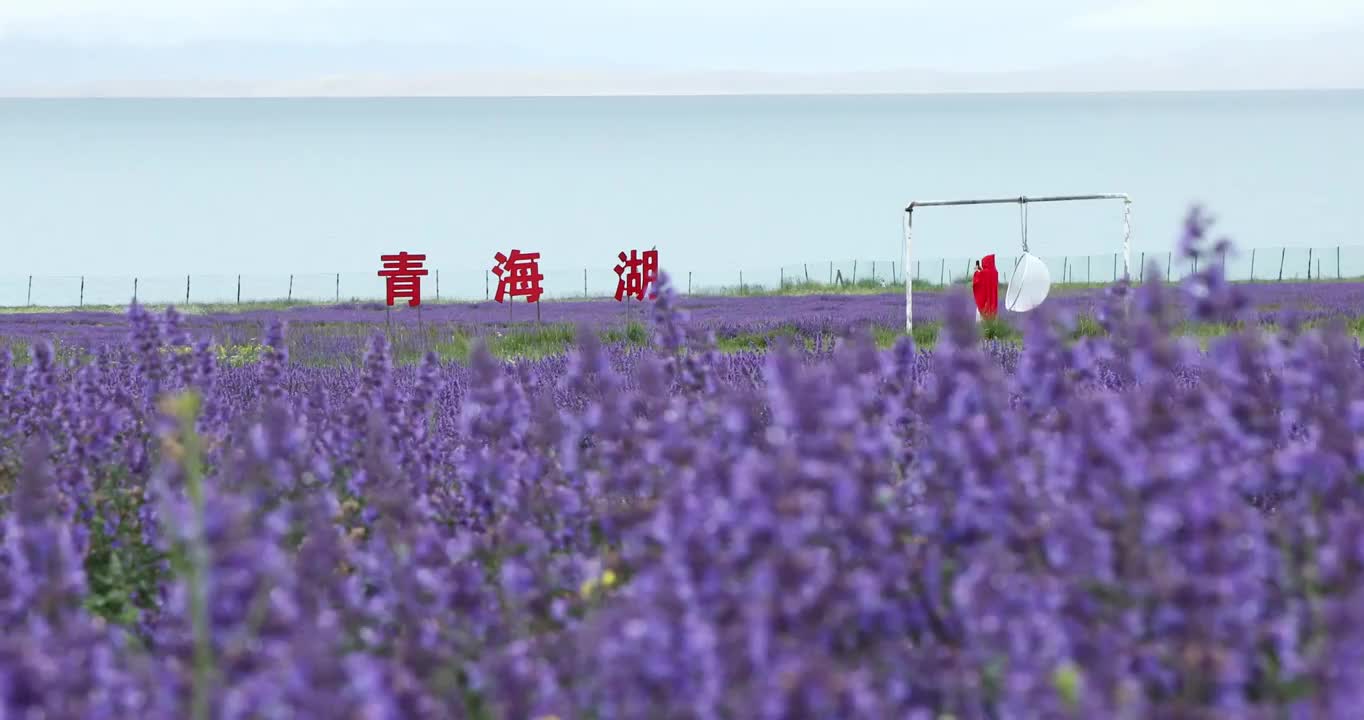 青海湖风光，夏天的青海湖，青海湖的花海，油菜花，薰衣草视频素材