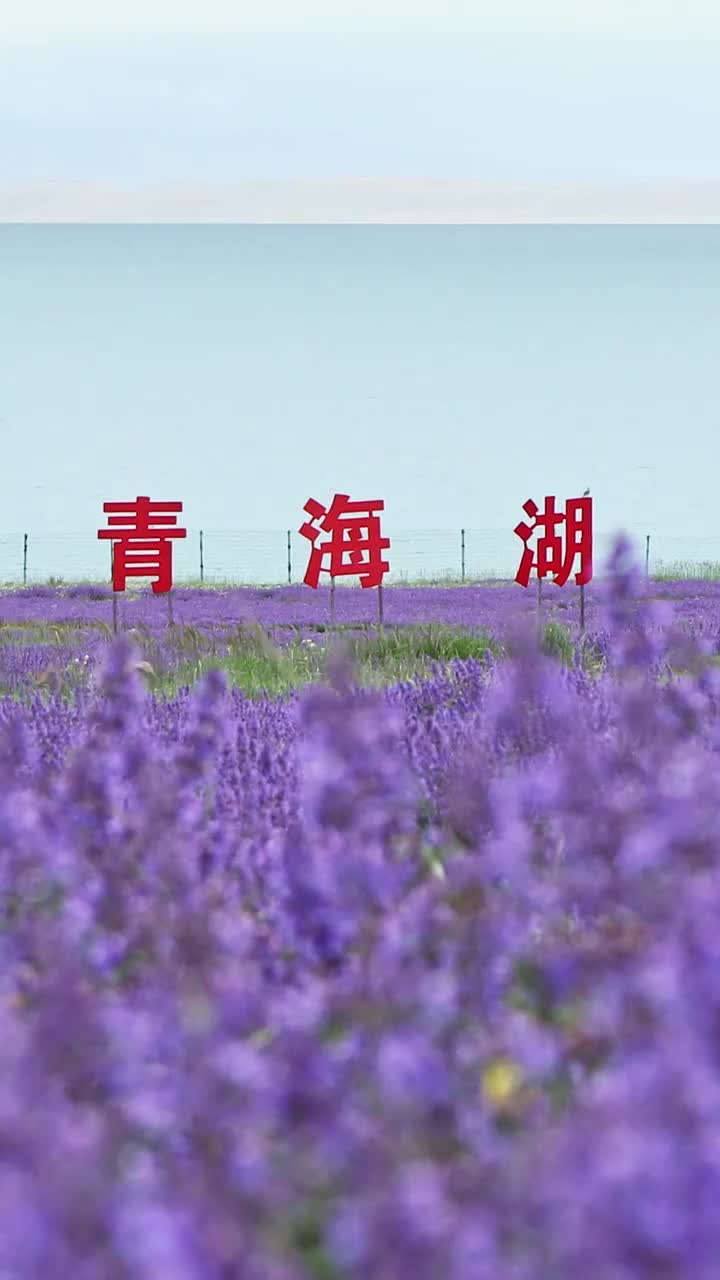 青海湖风光，夏天的青海湖，青海湖的花海，油菜花，薰衣草视频素材