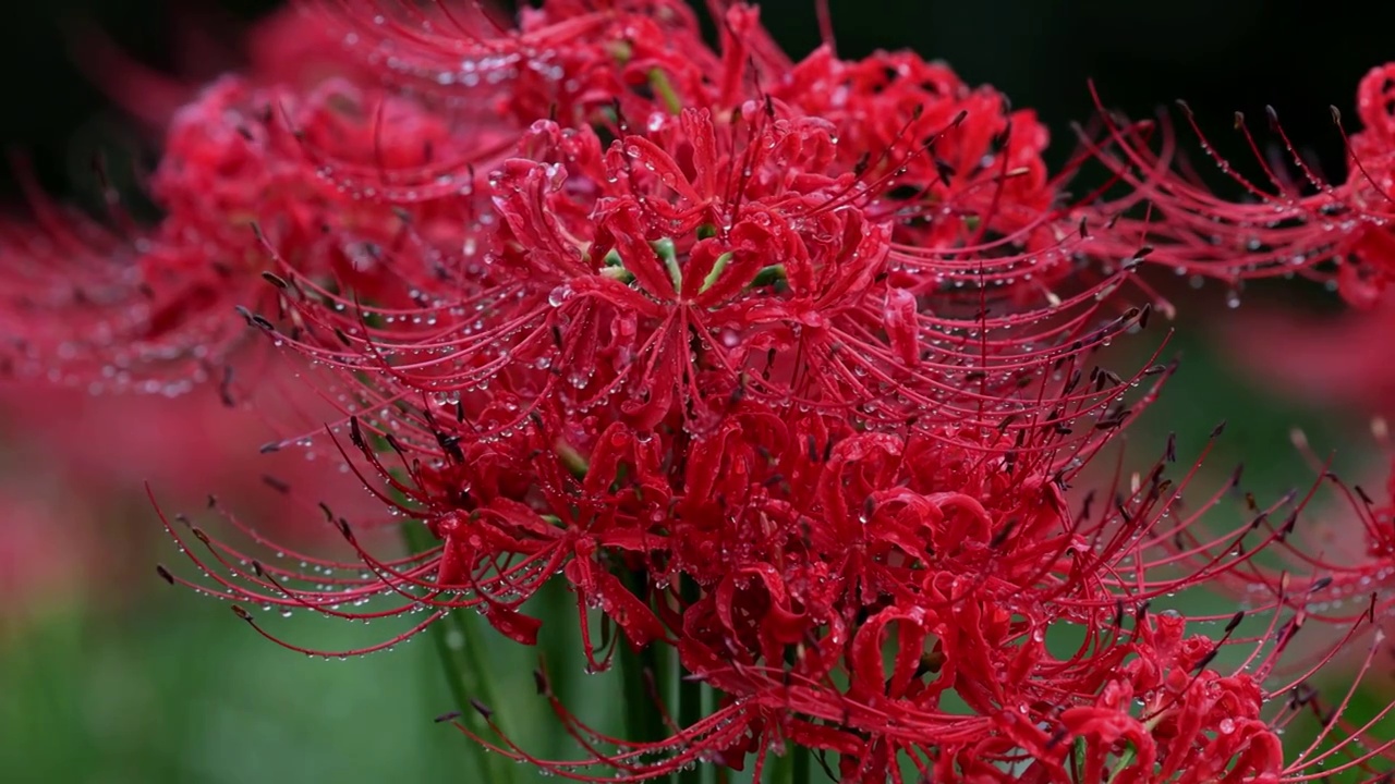 风雨中摇曳的红色彼岸花视频素材