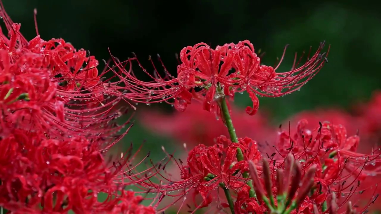 风雨中摇曳的红色彼岸花视频素材