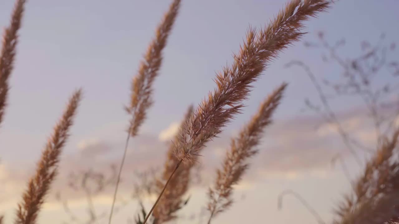 秋天唯美芦苇花空镜视频素材