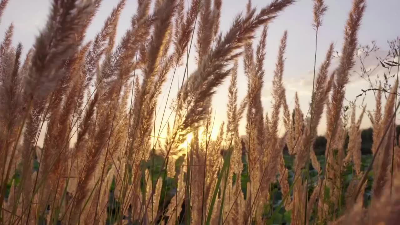 秋天唯美芦苇花空镜视频素材