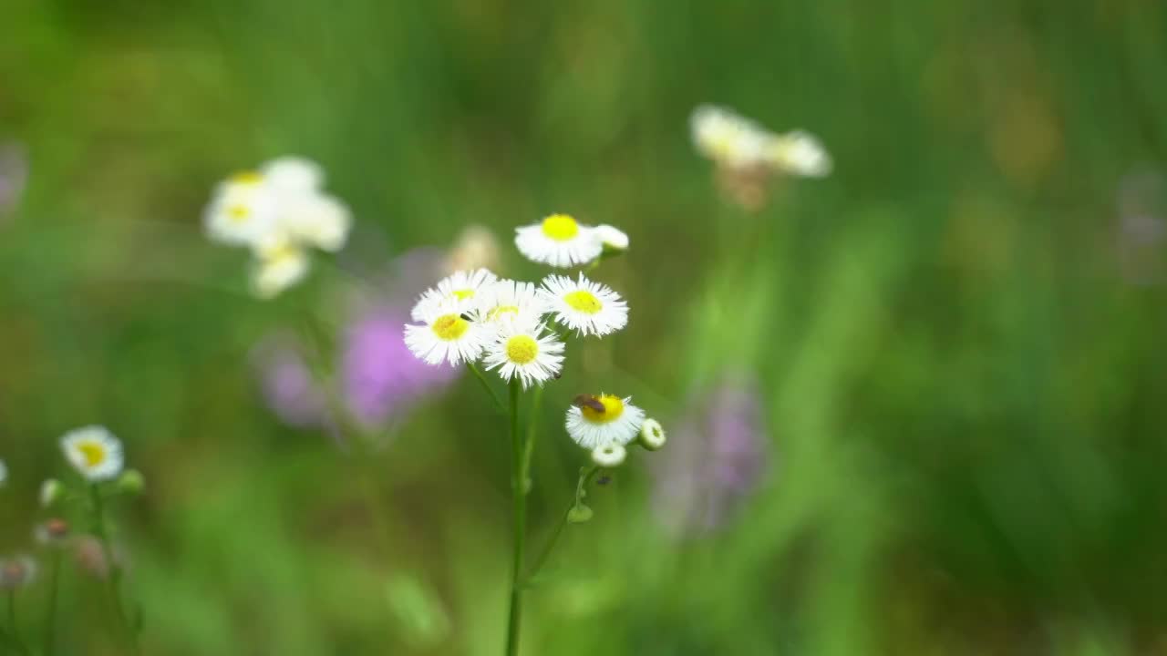 蜜蜂采蜜视频素材