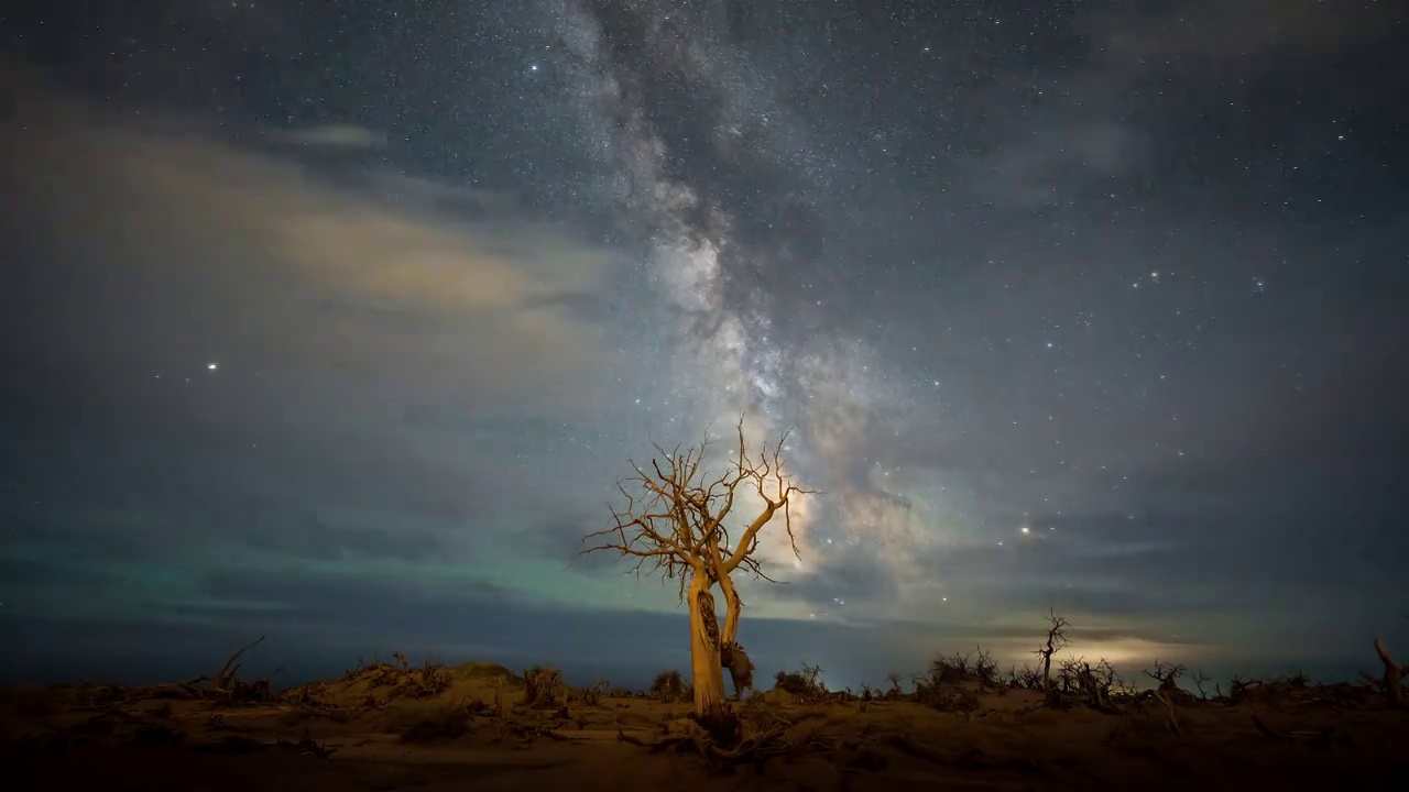 星空下的内蒙额济纳胡杨树视频素材