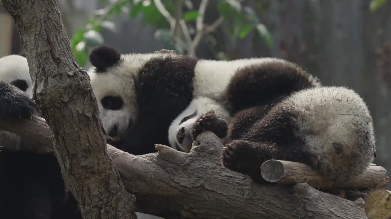 可爱大熊猫幼崽睡觉玩耍视频素材