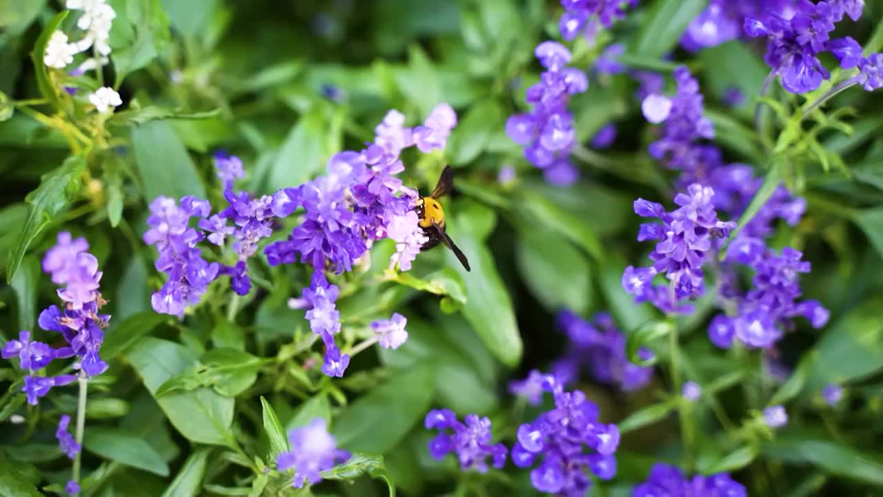 熊峰在紫色薰衣草花丛采蜜慢动作视频素材