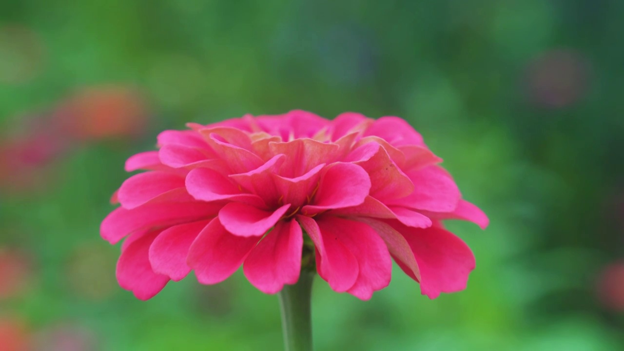 花朵 特写视频素材