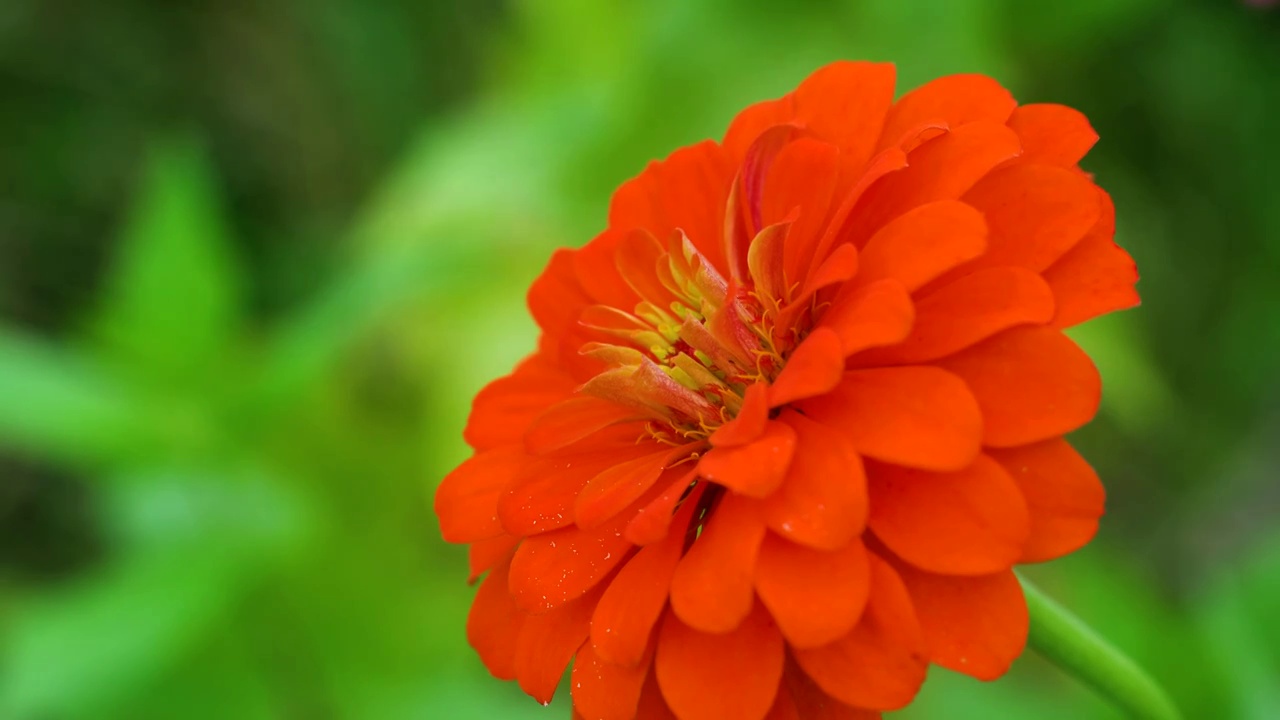 花朵 特写视频素材