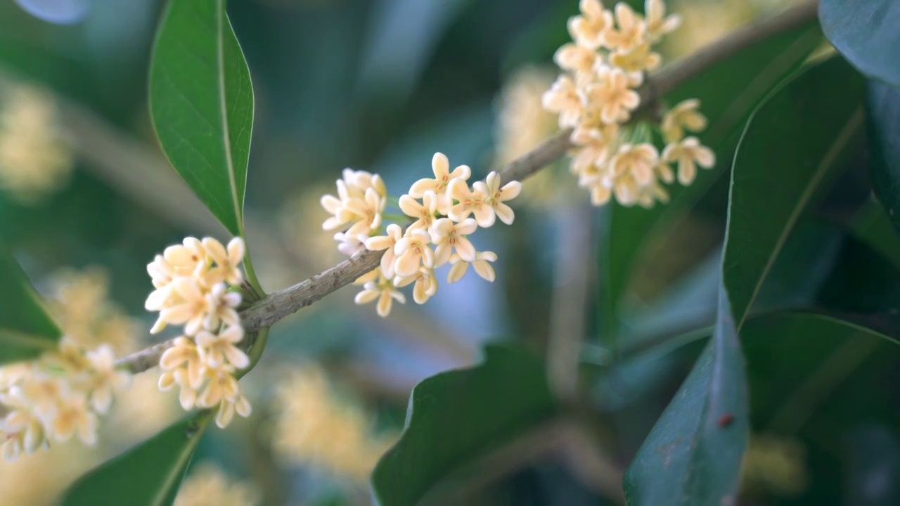 植物 桂花 黄色 丹桂视频素材