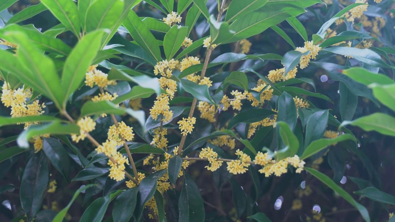 植物 桂花 黄色 丹桂视频素材