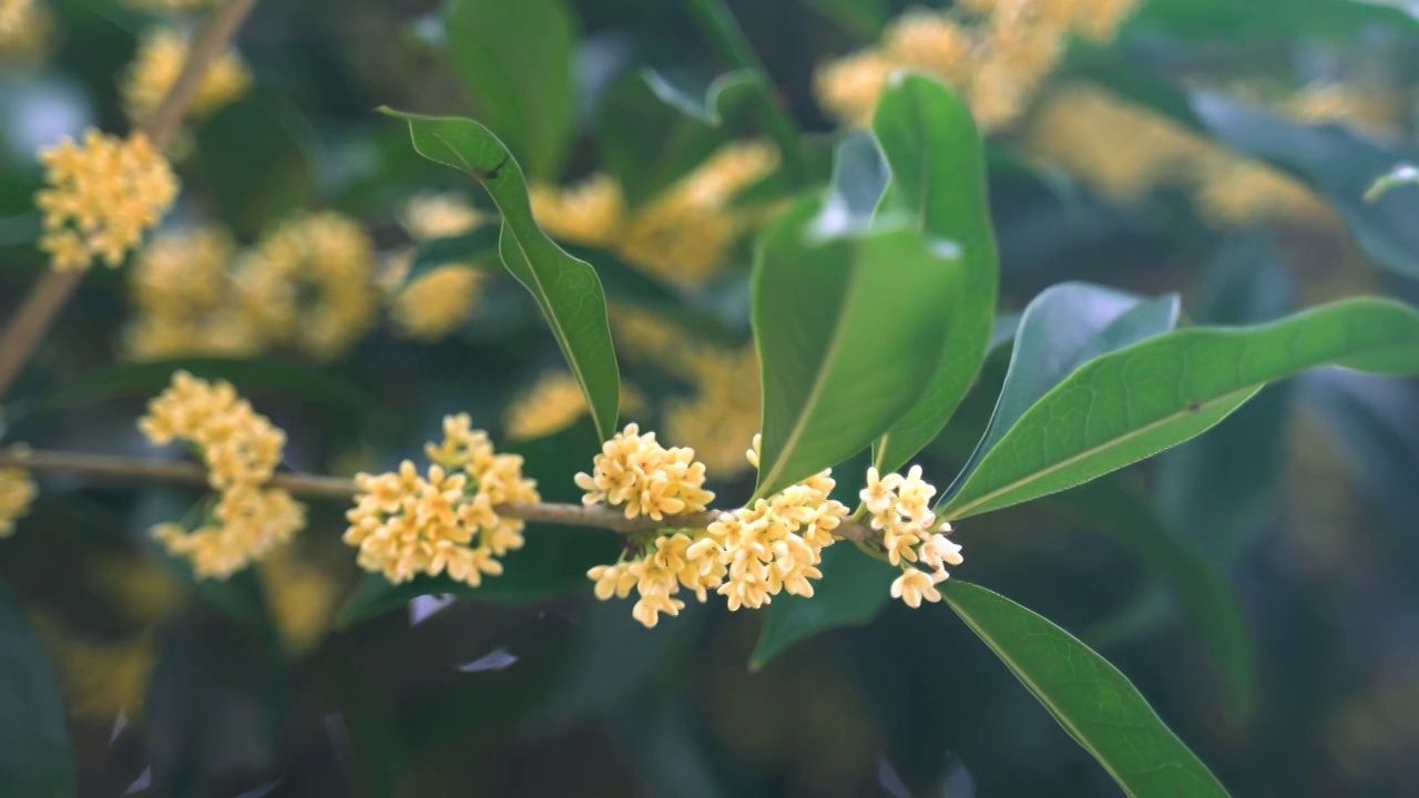 植物 桂花 黄色 丹桂视频素材