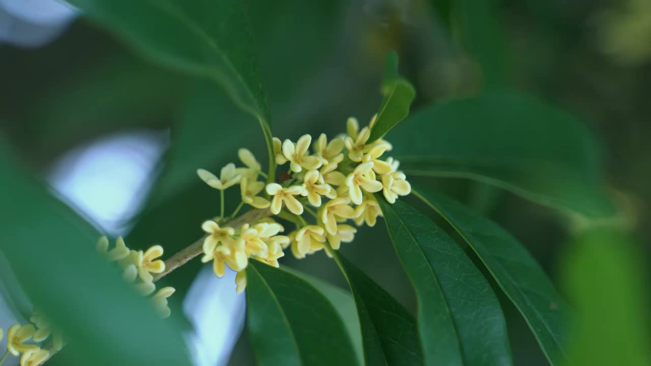 植物 桂花 黄色 丹桂视频素材