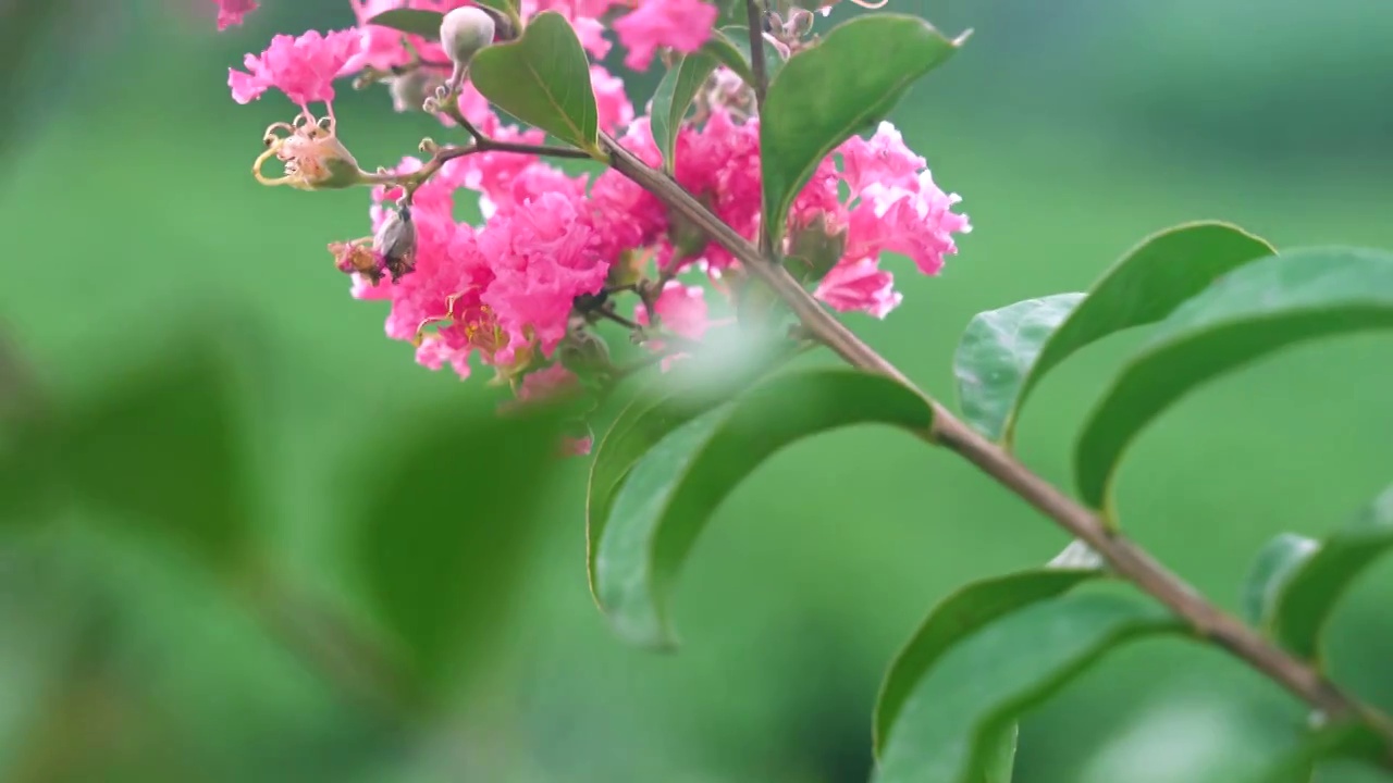 紫荆花 粉色 花朵 植物视频素材