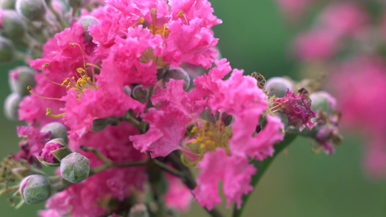 紫荆花 粉色 花朵 植物视频素材