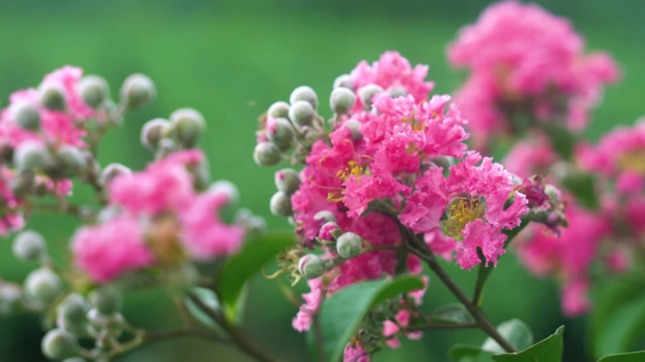 紫荆花 粉色 花朵 植物视频素材