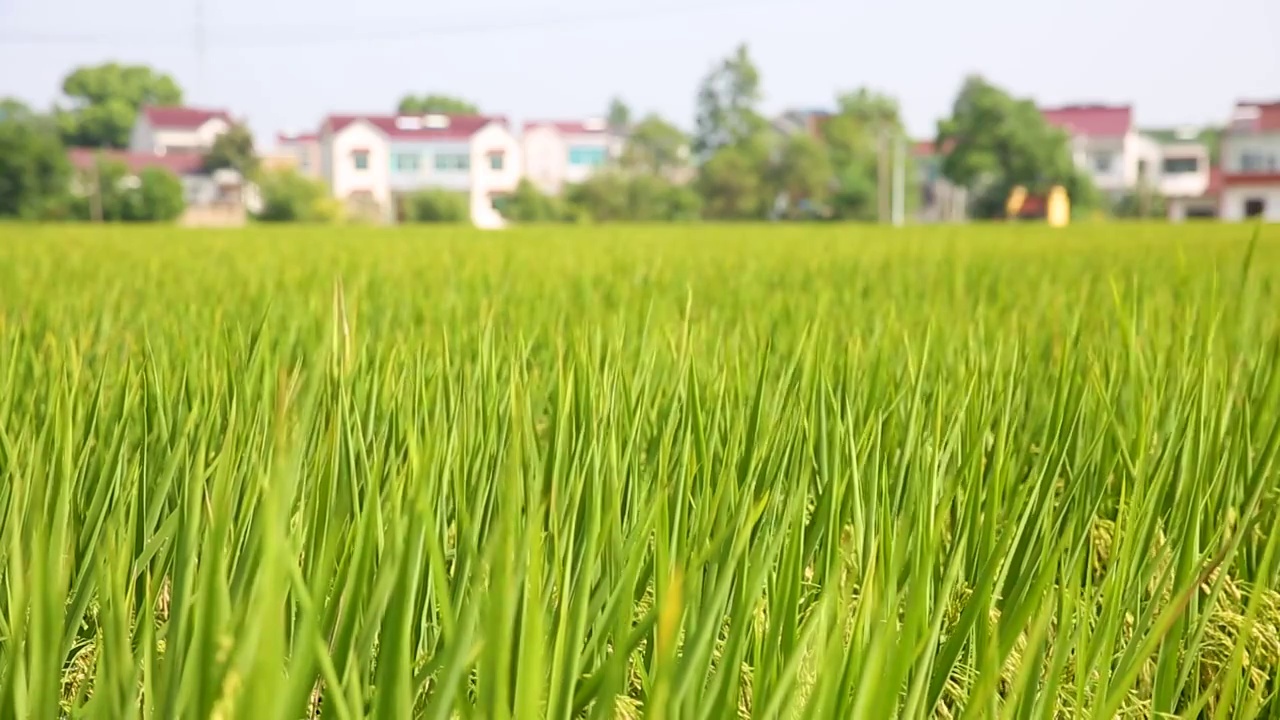 稻田视频素材