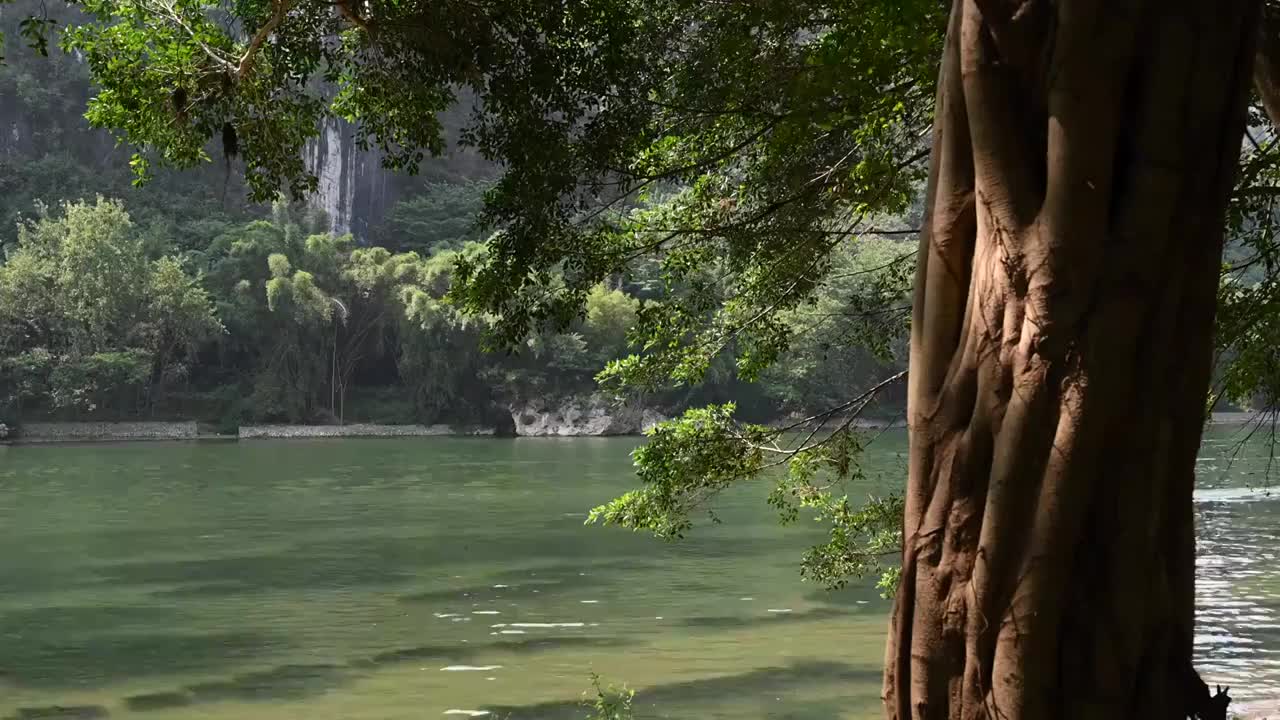 清晨阳光下阳朔漓江边的大树和水面上的竹筏视频素材