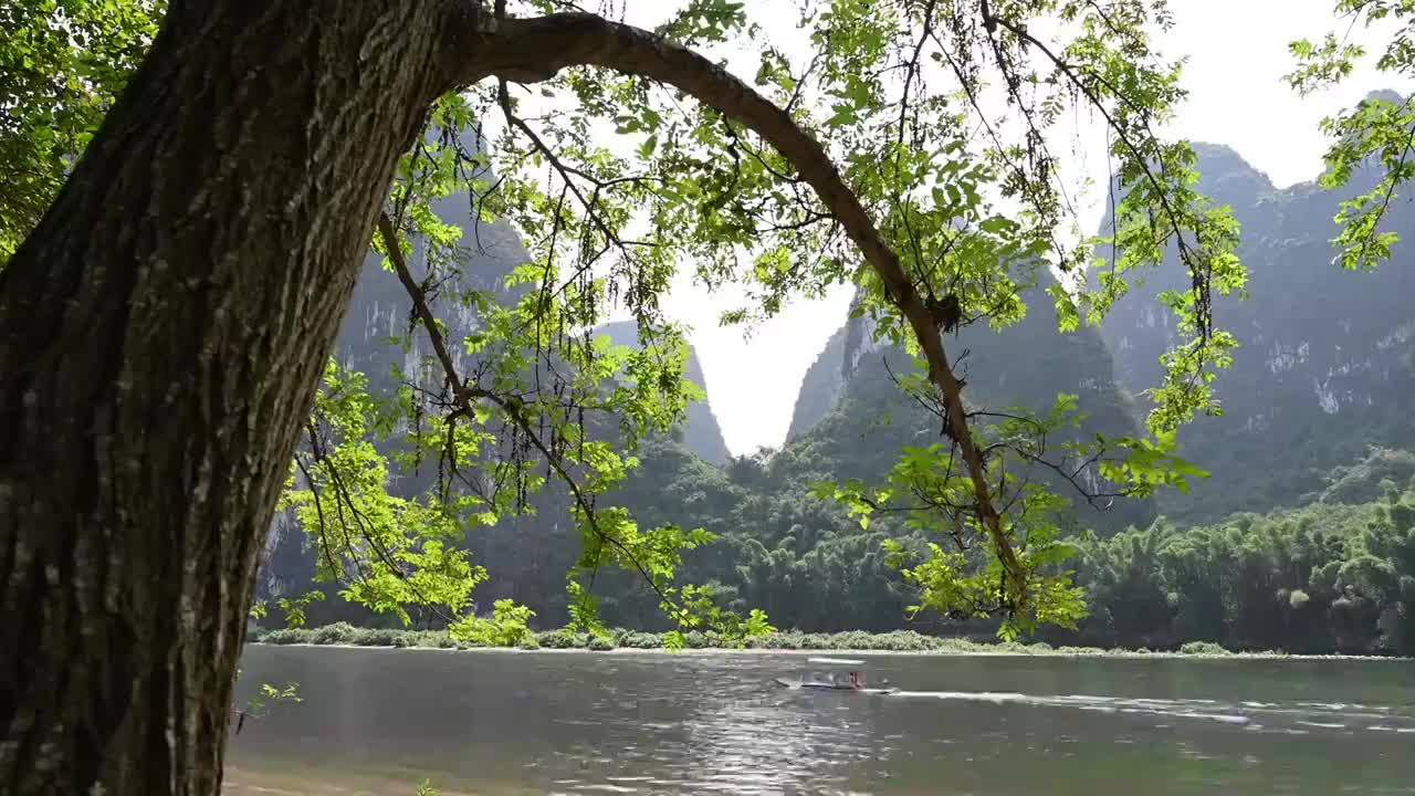 清晨阳光下阳朔漓江边的大树和水面上的竹筏视频素材