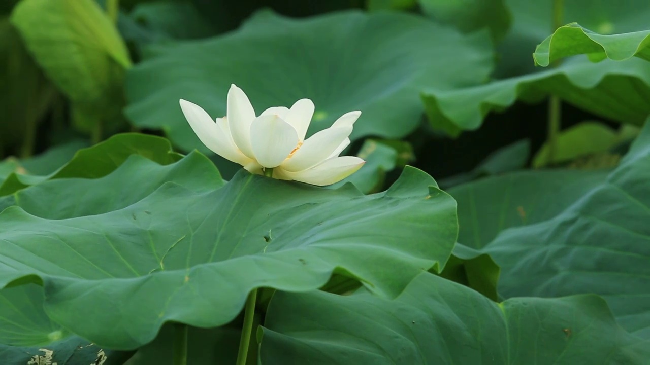 夏日荷花视频下载