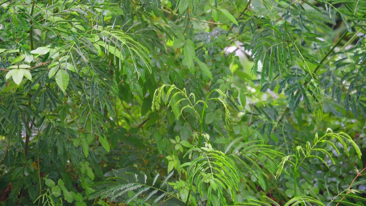 下雨天视频素材