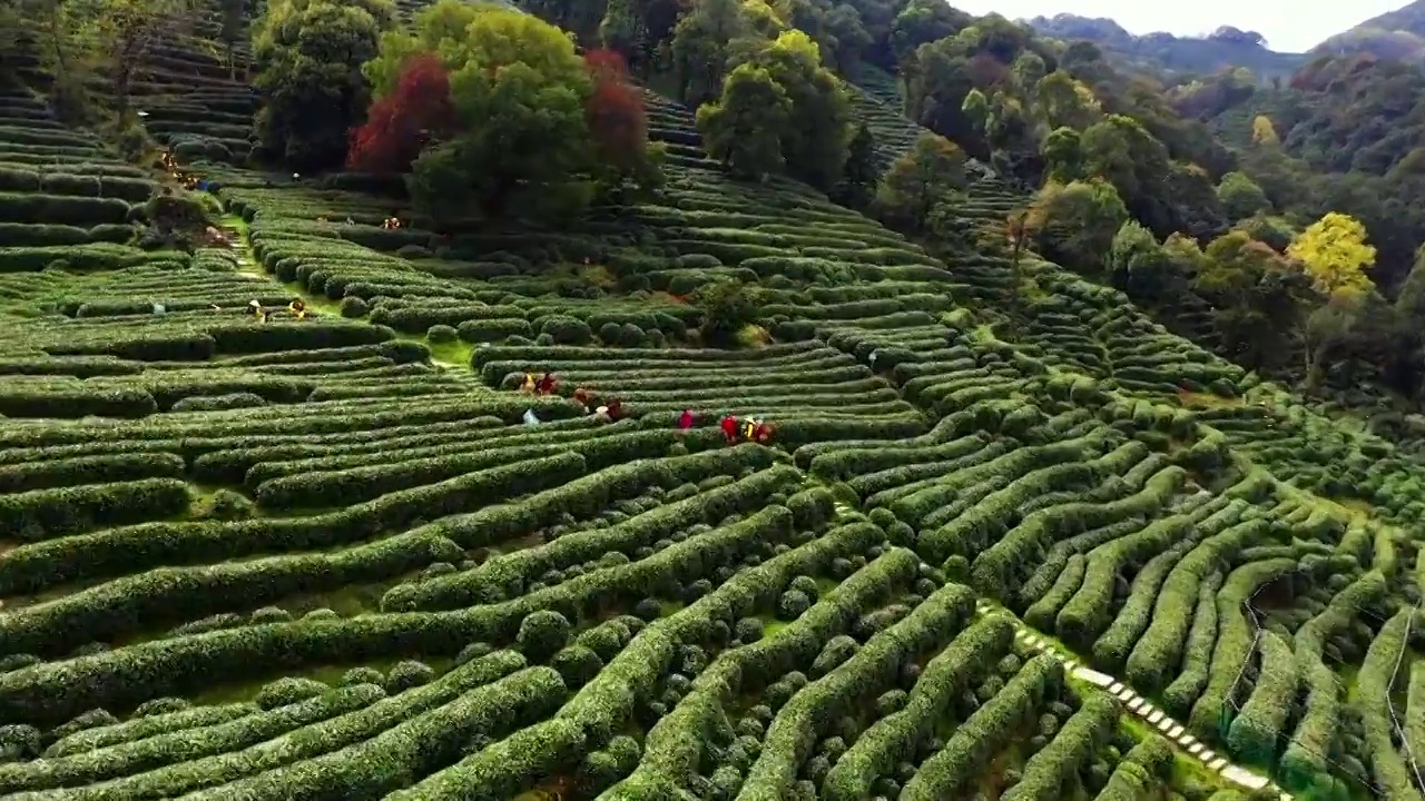 西湖龙井茶园航拍视频素材