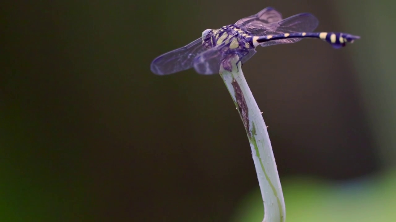 蜻蜓视频素材