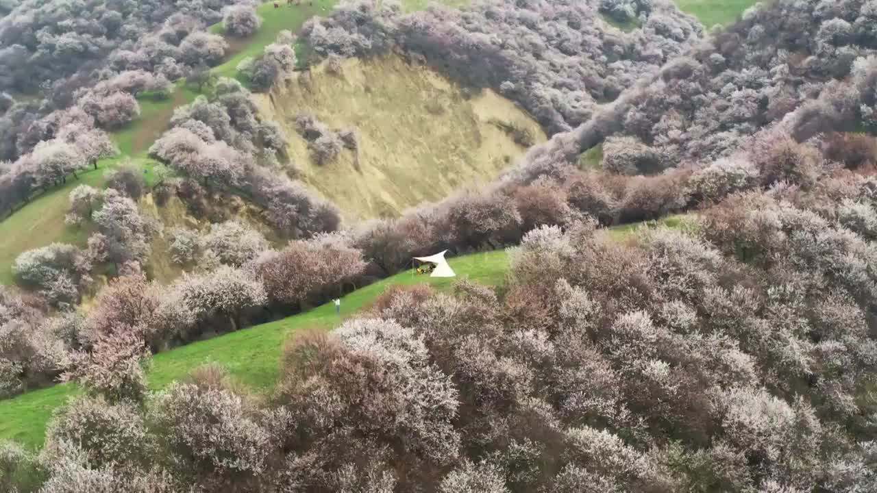 新疆伊犁土尔根杏花航拍视频素材