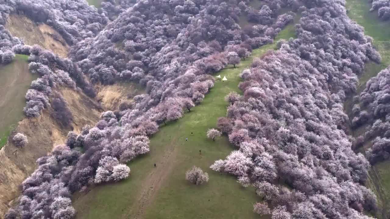 新疆伊犁土尔根杏花航拍视频素材