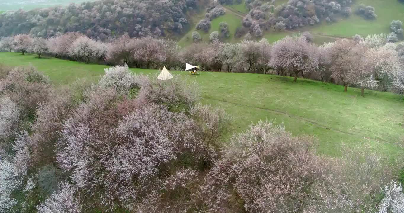 新疆伊犁土尔根杏花航拍视频素材