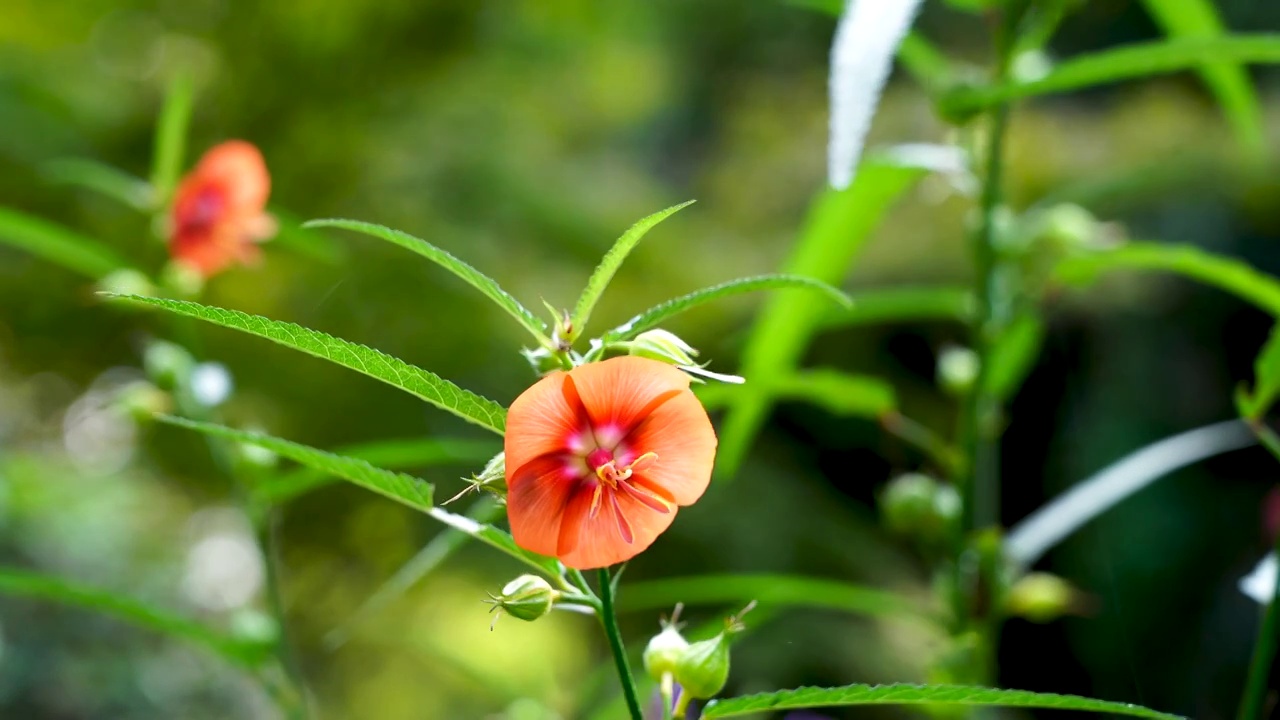 草芙蓉（芙蓉葵）花的特写视频素材