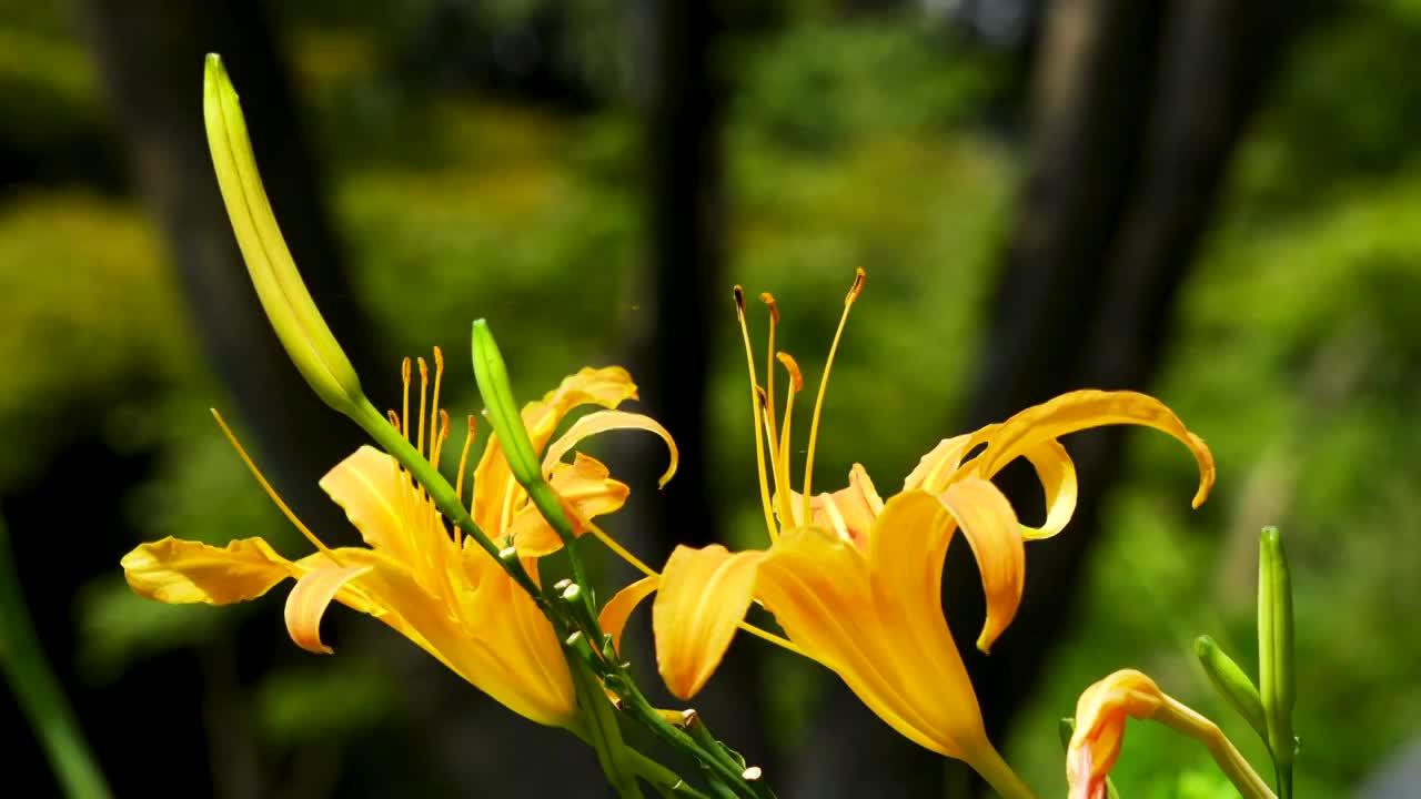 忘忧草，黄花菜，金针菜的花簇视频素材