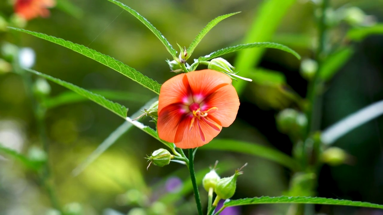 草芙蓉，芙蓉葵的花的特写视频素材