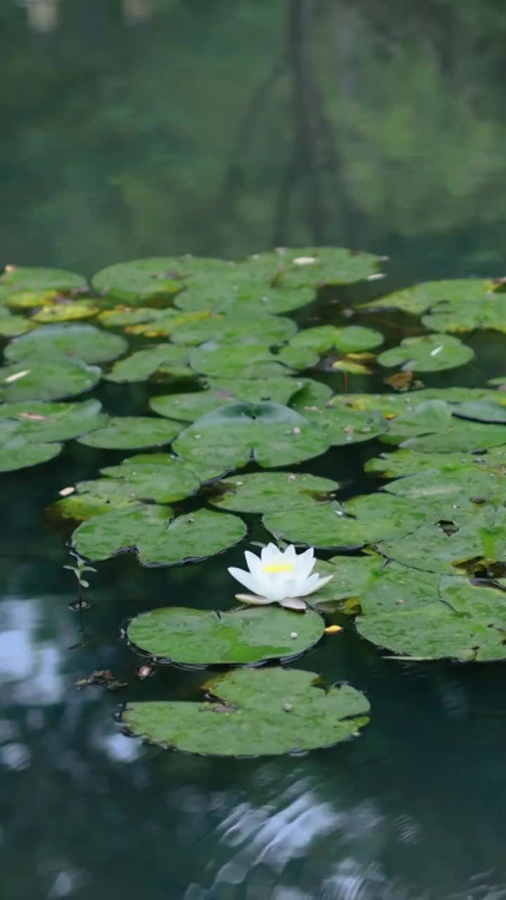 一朵白莲花漂浮在水面上视频素材