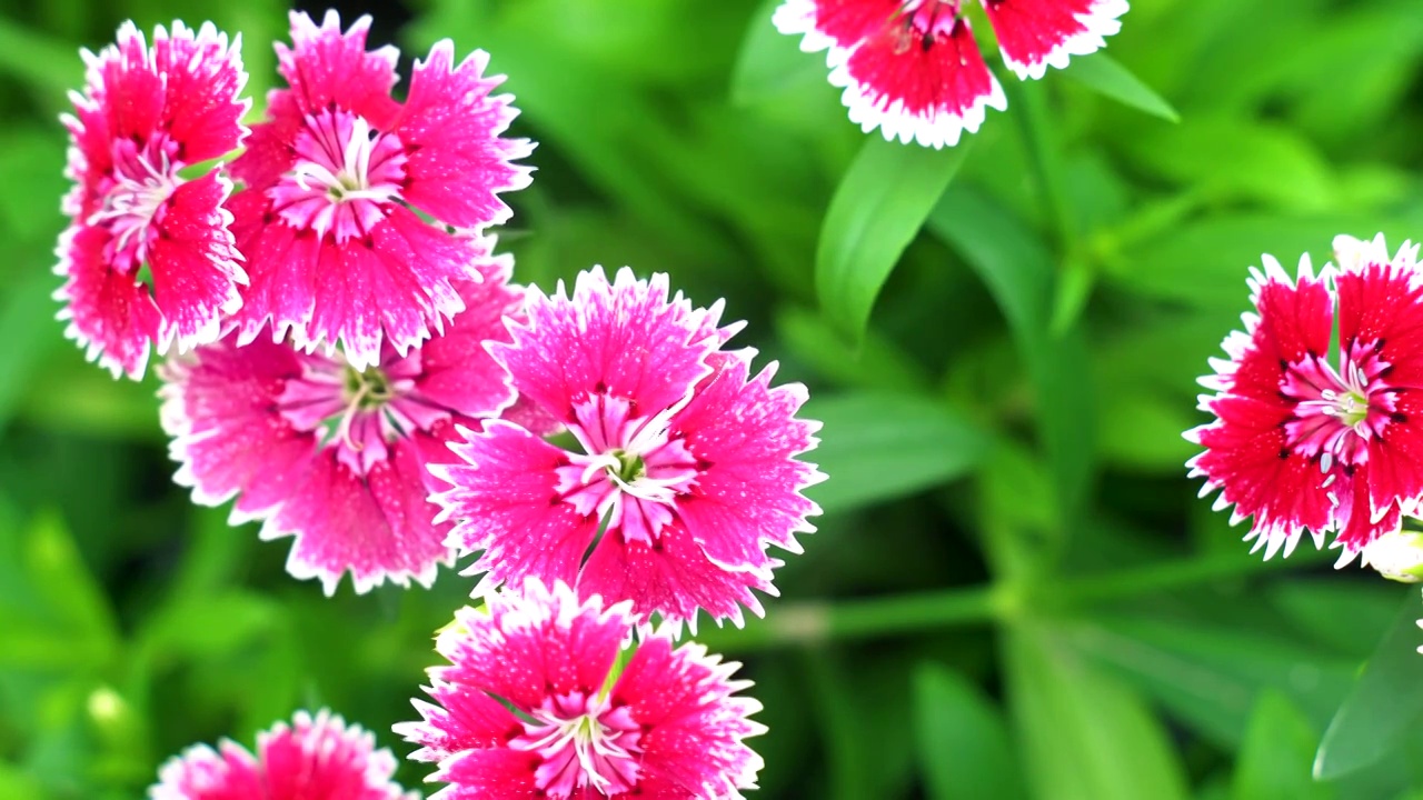 石竹花花朵鲜花红色花朵视频素材