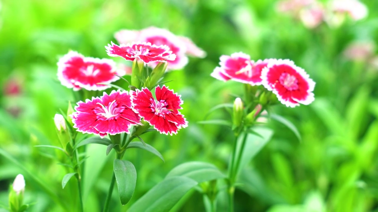 石竹花花朵鲜花红色花朵视频素材