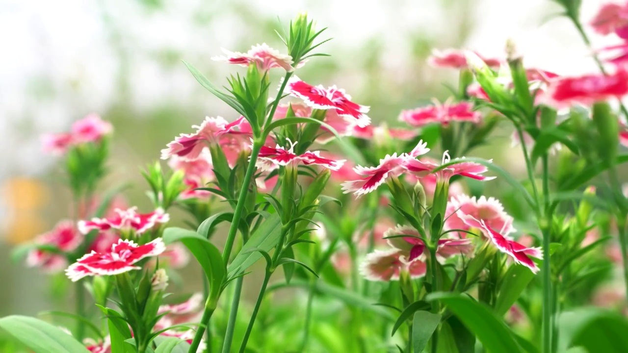 石竹花花朵鲜花红色花朵视频素材