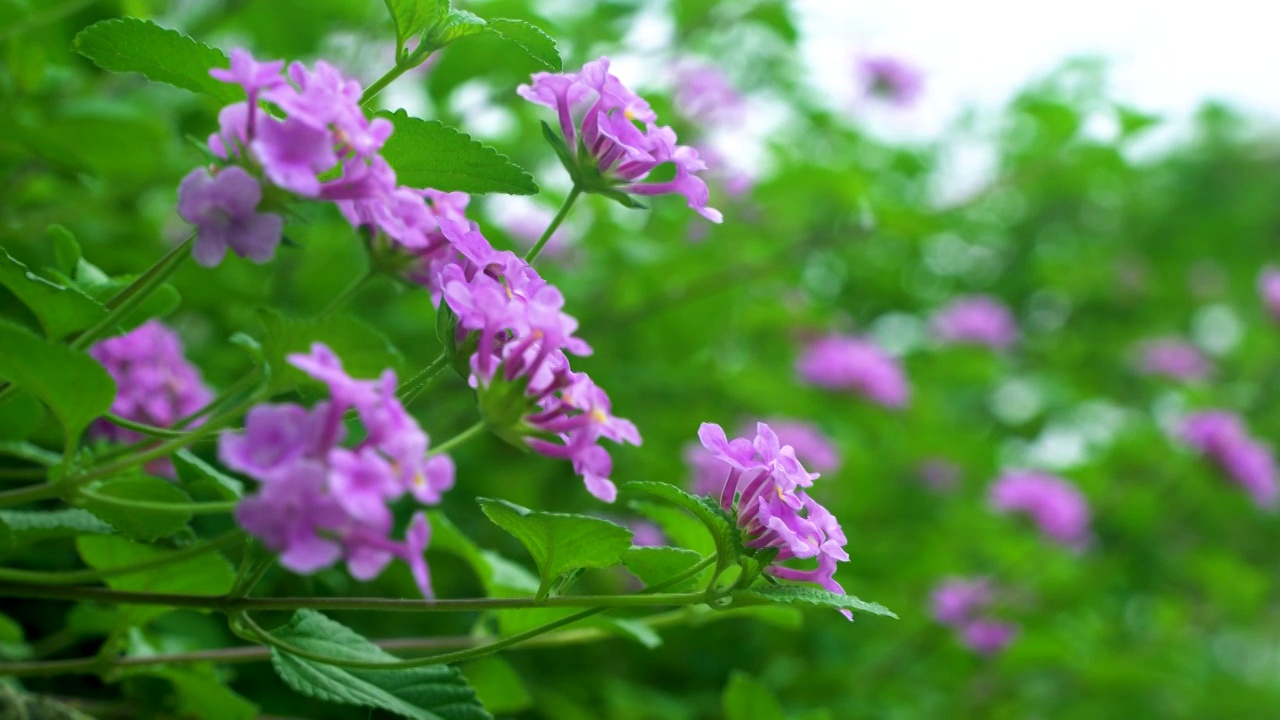 马缨丹紫色小花花朵视频素材