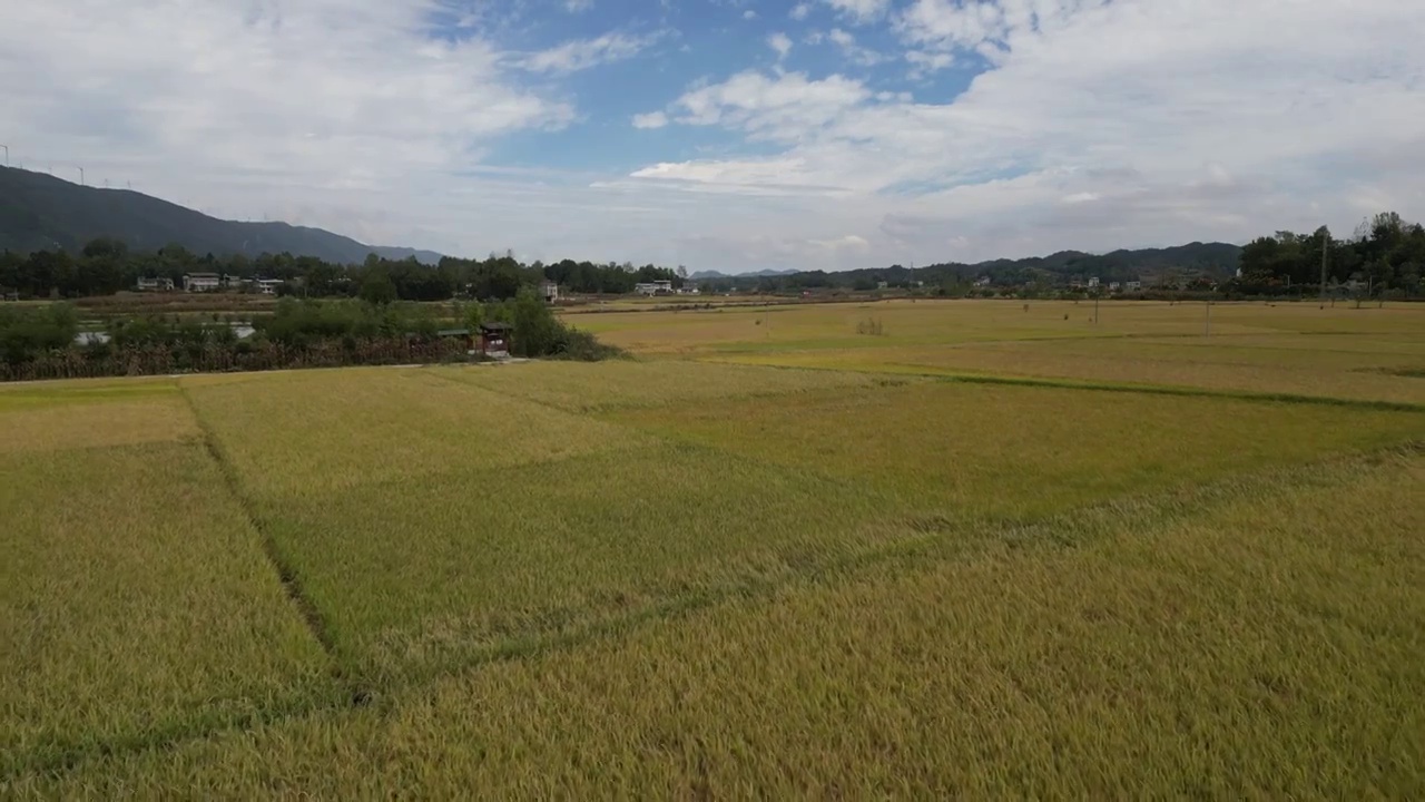 秋天成熟的稻子和大田收割水稻场景视频素材