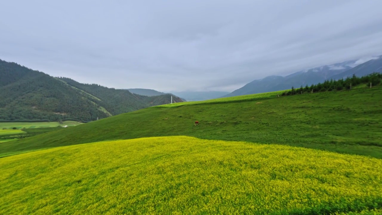 夏天的农田，祁连山风光，祁连草原的风景，田园风光，祁连卓尔山视频素材