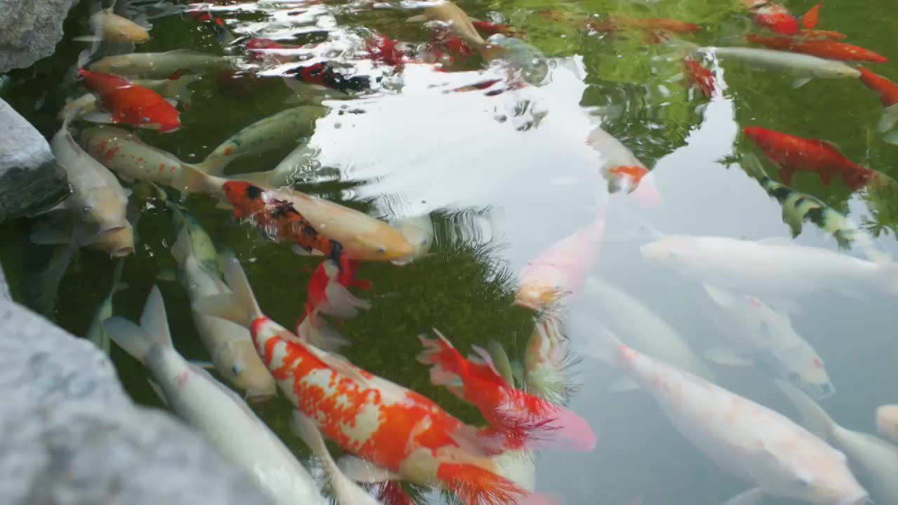 岱庙池塘鲤鱼视频素材