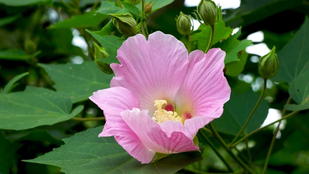 粉红色的芙蓉花（木芙蓉）花朵的特写视频素材