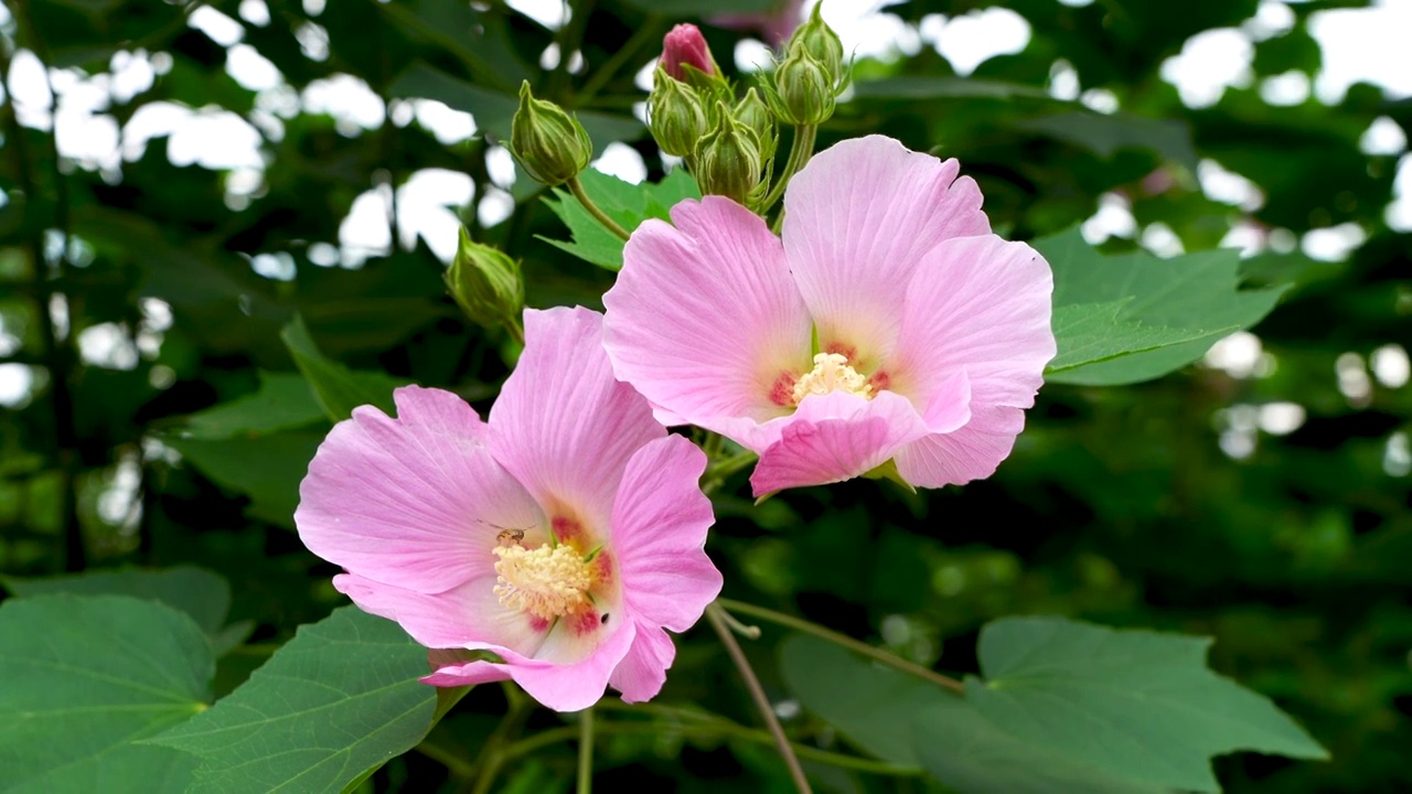 蜜蜂正在给芙蓉花的花朵授粉视频素材