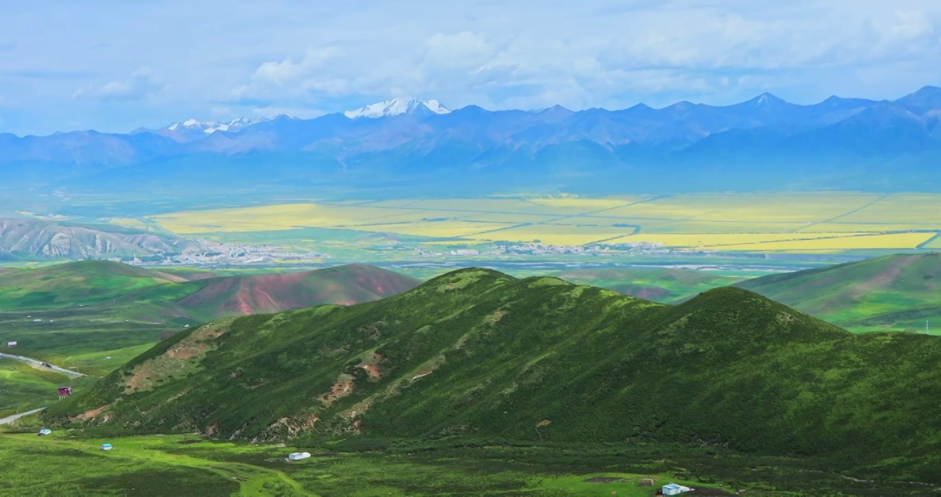 门源油菜花，门源百里油菜花，达坂山观景台，祁连山下的油菜花，夏天的农田视频素材