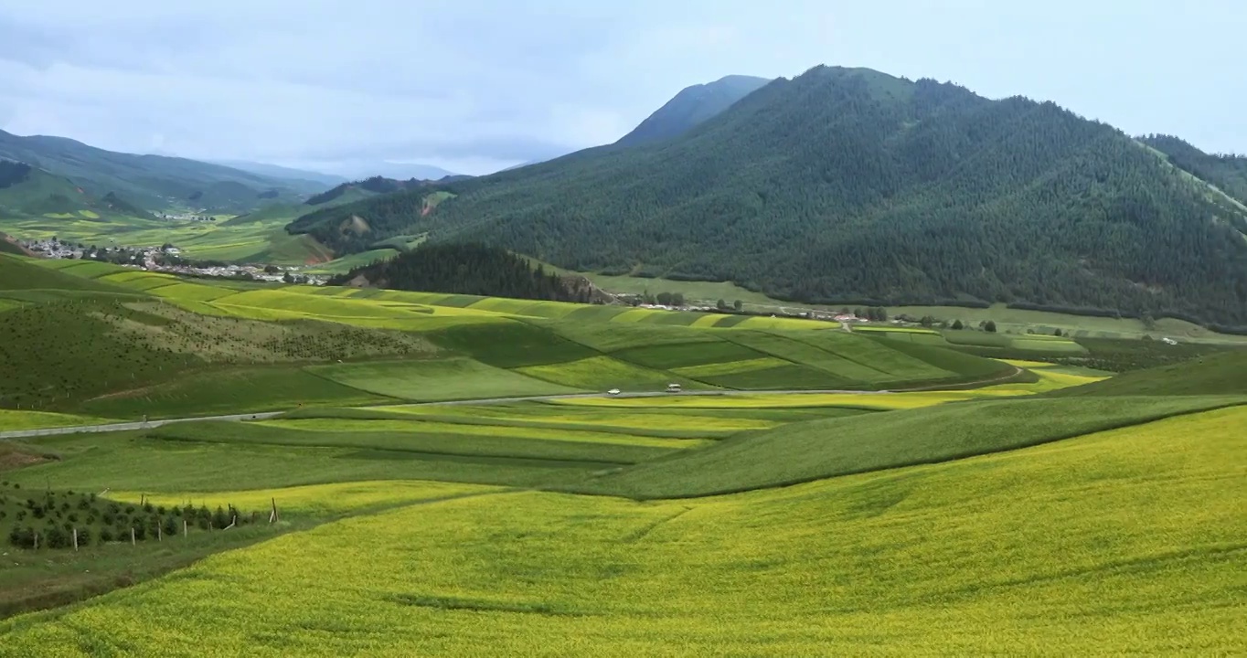 祁连山风光，祁连草原，夏天的农田，西北的草原，优美的田园风光视频素材