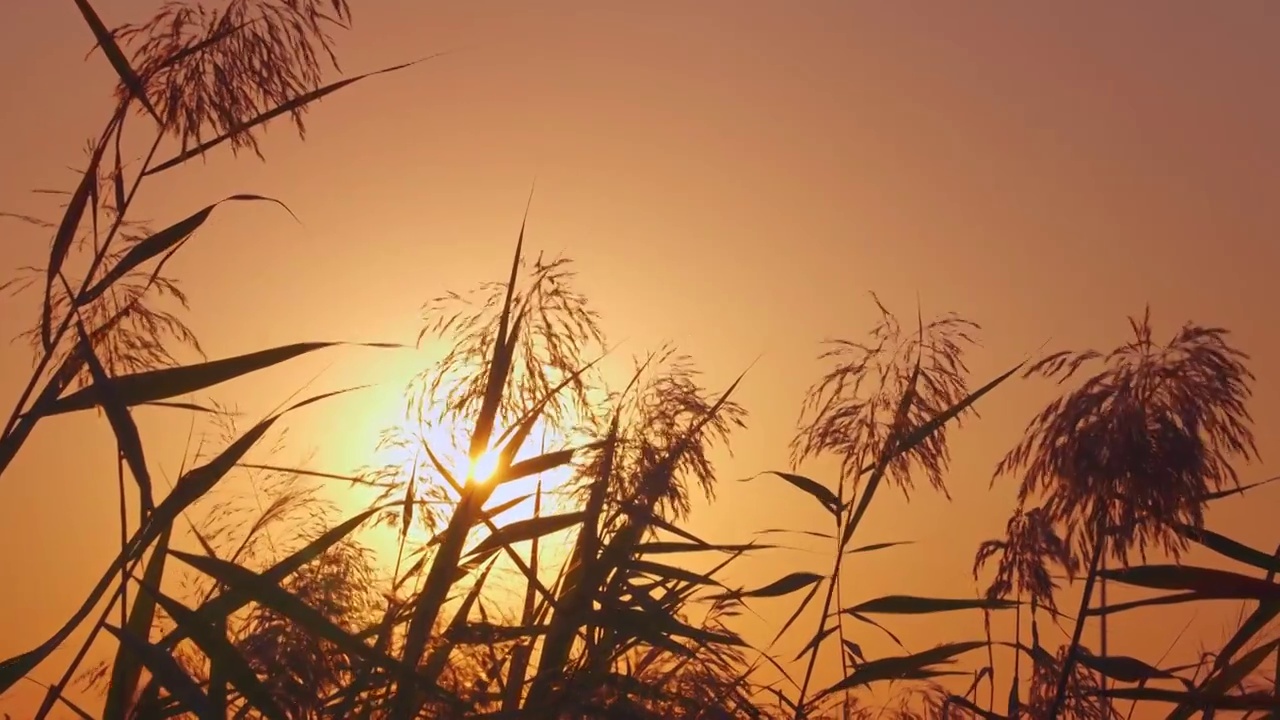 治愈系风景秋天逆光的唯美芦苇花空镜视频素材