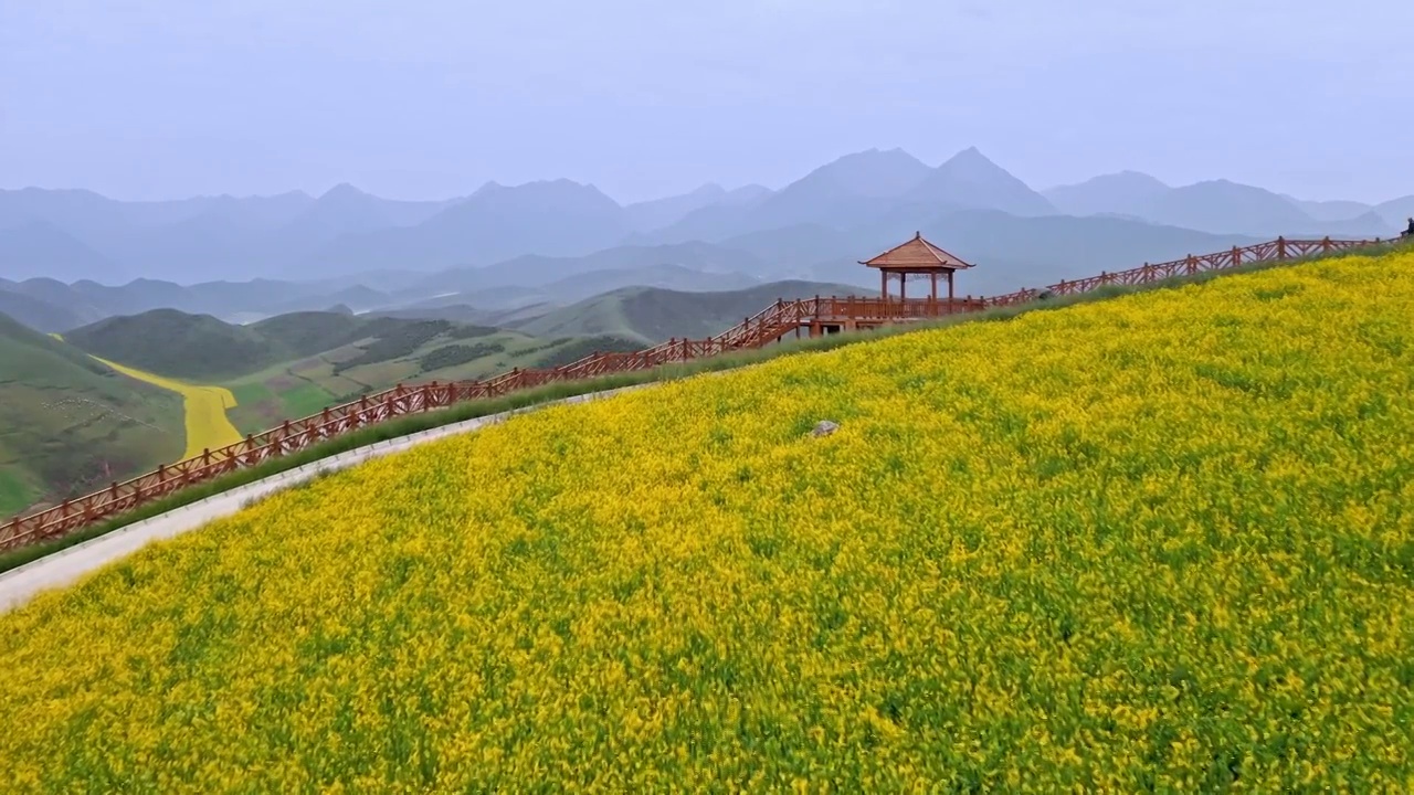 油菜花，门源油菜花，照壁山观景台，门源百里油菜花，优美的田园风光视频素材