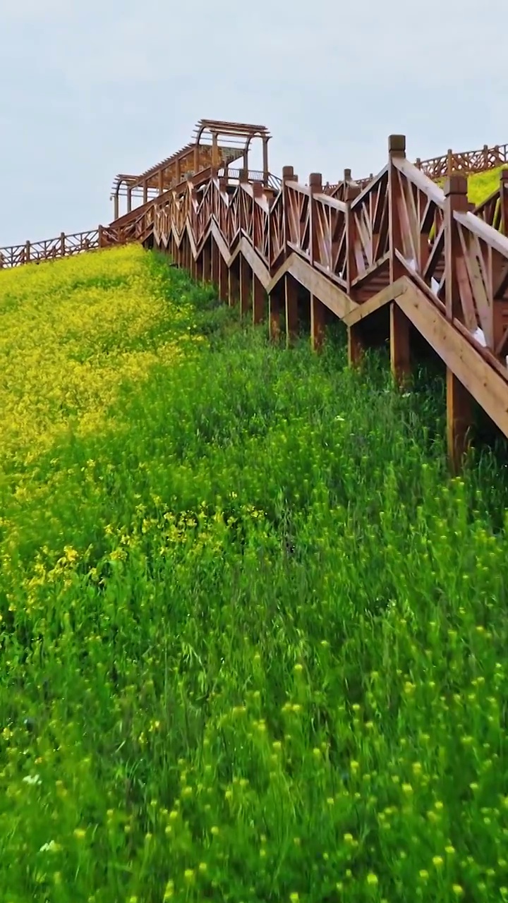 油菜花，门源油菜花，照壁山观景台，门源百里油菜花，优美的田园风光视频素材