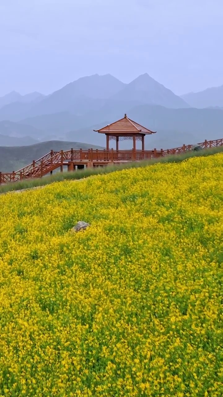 油菜花，门源油菜花，照壁山观景台，门源百里油菜花，优美的田园风光视频素材